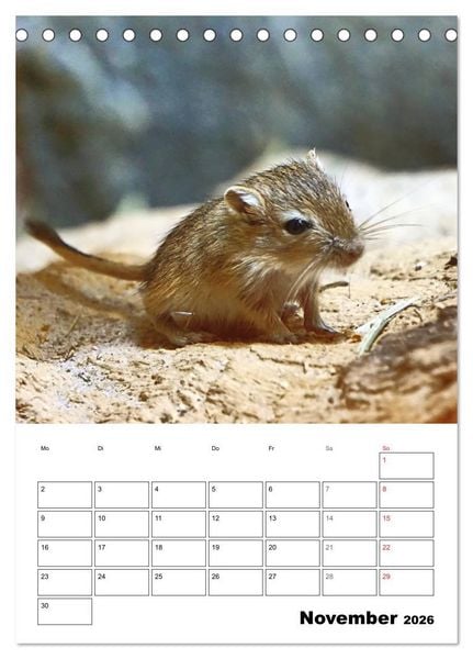 Produktbild: Mongolische Rennm&auml;use (Tischkalender 2026 DIN A5 hoch), CALVENDO Monatskalender