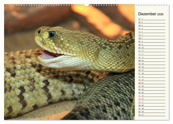 Produktbild: Gef&auml;hrliche Schlangen (Wandkalender 2026 DIN A2 quer), CALVENDO Monatskalender