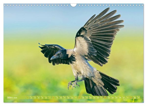 Produktbild: Rabenv&ouml;gel: Schwarz, schlau, sch&ouml;n (Wandkalender 2026 DIN A3 quer), CALVENDO Monatskalender