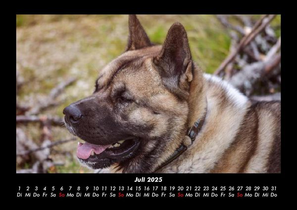 Produktbild: Hundezauber 2025 Fotokalender DIN A3