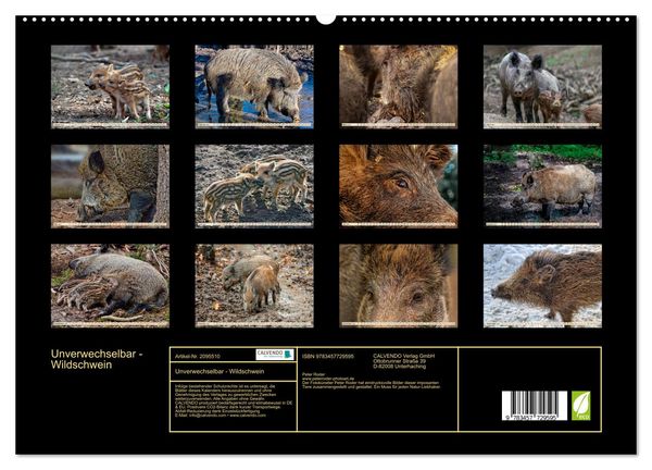 Produktbild: Unverwechselbar - Wildschwein (hochwertiger Premium Wandkalender 2026 DIN A2 quer), Kunstdruck in Hochglanz