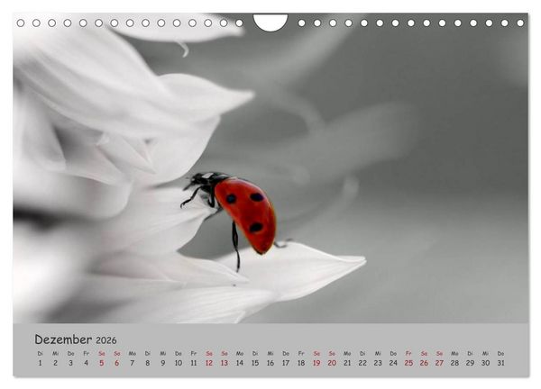 Produktbild: Gl&uuml;cksk&auml;fer (Wandkalender 2026 DIN A4 quer), CALVENDO Monatskalender