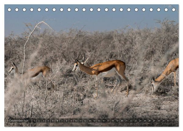 Produktbild: ETOSHA &ndash; Namibia Highlights (Tischkalender 2026 DIN A5 quer), CALVENDO Monatskalender