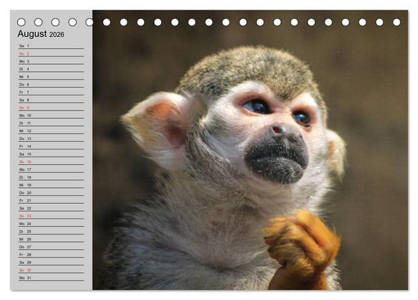 Produktbild: Faszination Affen. Kobolde zum Verlieben (Tischkalender 2026 DIN A5 quer), CALVENDO Monatskalender