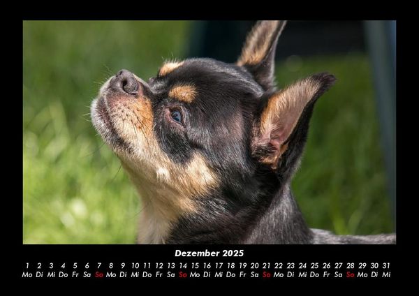Produktbild: Hunde 2025 Fotokalender DIN A3