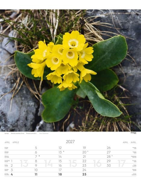 Produktbild: Alpenblumen Kalender 2027