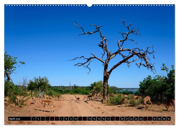 Produktbild: Faszination Botswana (hochwertiger Premium Wandkalender 2026 DIN A2 quer), Kunstdruck in Hochglanz