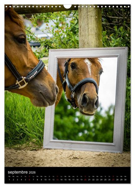 Produktbild: Chevaux en Portraits (Calendrier mural 2026 DIN A3 horizontal), CALVENDO calendrier mensuel