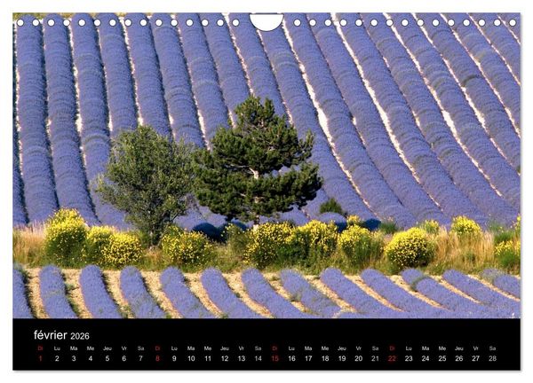 Produktbild: Lavande, l'or bleu de Provence (Calendrier mural 2026 DIN A4 vertical), CALVENDO calendrier mensuel
