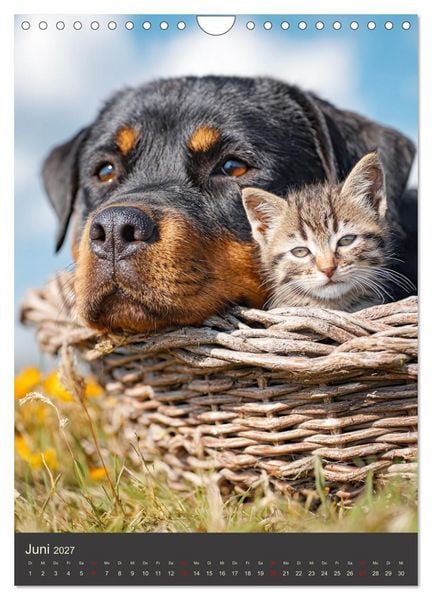 Produktbild: Rottweiler. Kraft, Herz und Treue (Wandkalender 2027 DIN A4 hoch), CALVENDO Monatskalender