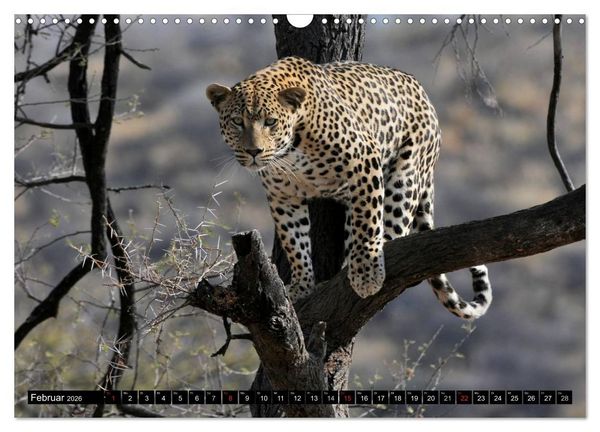 Produktbild: Faszination Afrika: Der Leopard (Wandkalender 2026 DIN A3 quer), CALVENDO Monatskalender