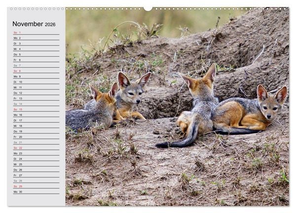 Produktbild: Afrikas wildes Kinderzimmer (Wandkalender 2026 DIN A2 quer), CALVENDO Monatskalender