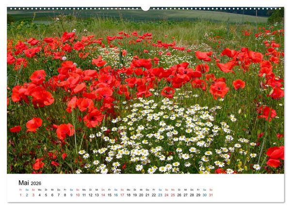 Produktbild: Felder und Wiesen (Wandkalender 2026 DIN A2 quer), CALVENDO Monatskalender