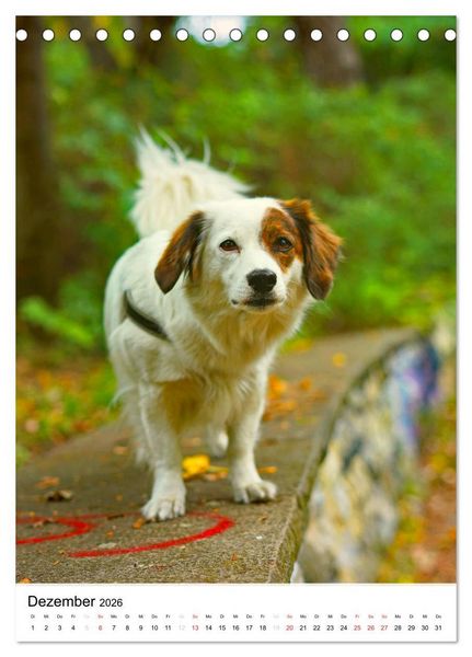 Produktbild: Hundefreunde (Tischkalender 2026 DIN A5 hoch), CALVENDO Monatskalender