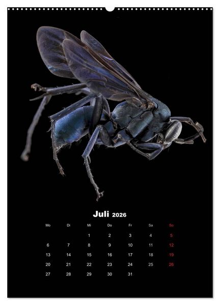 Produktbild: Schillernde Insektenwelt (Wandkalender 2026 DIN A2 hoch), CALVENDO Monatskalender