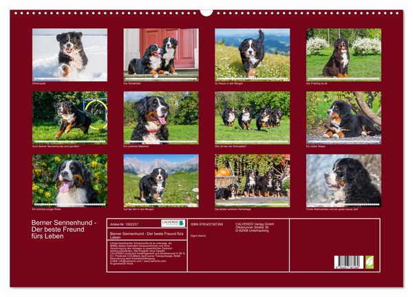 Produktbild: Berner Sennenhund - Der beste Freund f&uuml;rs Leben (Wandkalender 2026 DIN A2 quer), CALVENDO Monatskalender