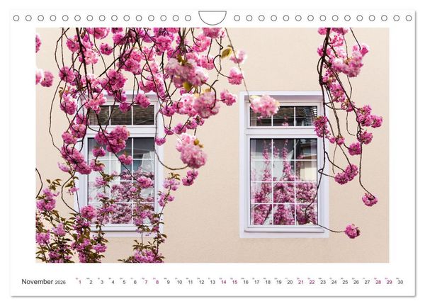 Produktbild: Japanische Kirschbl&uuml;te in Bonn (Wandkalender 2026 DIN A4 quer), CALVENDO Monatskalender