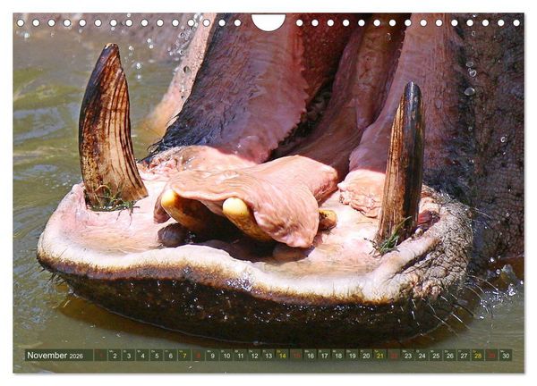 Produktbild: Hippos - Begegnungen in Afrika (Wandkalender 2026 DIN A4 quer), CALVENDO Monatskalender