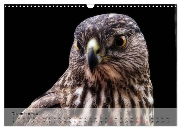 Produktbild: Falken und Greifv&ouml;gel. Edle J&auml;ger (Wandkalender 2026 DIN A3 quer), CALVENDO Monatskalender