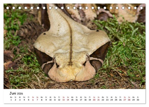 Produktbild: Mythos Schlangen (Tischkalender 2026 DIN A5 quer), CALVENDO Monatskalender
