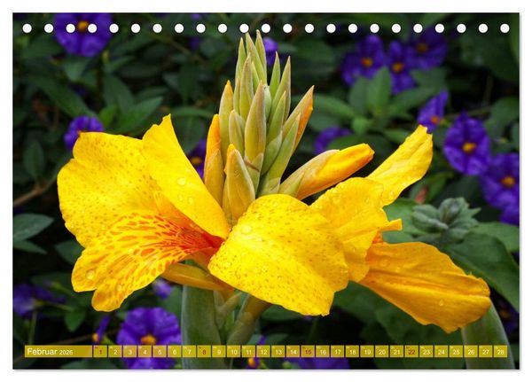 Produktbild: Flower Power - Zauberhafte K&uuml;belpflanzen (Tischkalender 2026 DIN A5 quer), CALVENDO Monatskalender