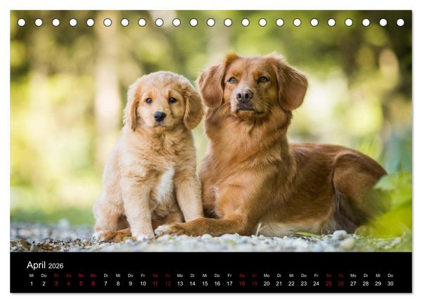 Produktbild: Toller - Nova Scotia Duck Tolling Retriever (Tischkalender 2026 DIN A5 quer), CALVENDO Monatskalender