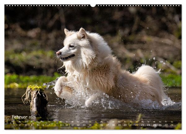 Produktbild: Mein isl&auml;ndischer Wasserhund (Wandkalender 2026 DIN A2 quer), CALVENDO Monatskalender