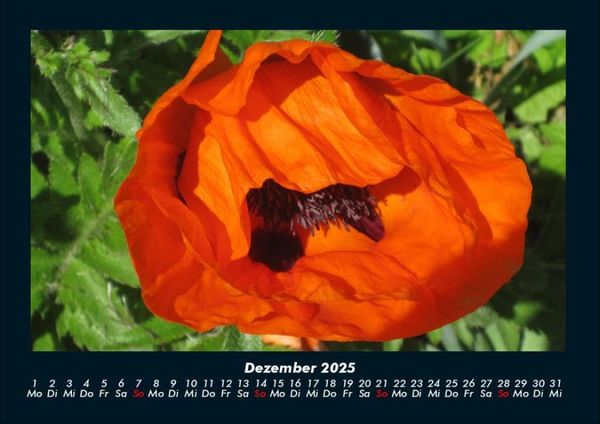 Produktbild: Pflanzen und Bl&uuml;ten 2025 Fotokalender DIN A4
