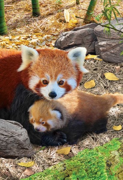 Produktbild: Rote Pandas (Puzzle)