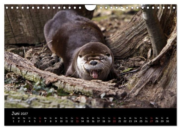 Produktbild: Putzige Fischj&auml;ger (Wandkalender 2027 DIN A4 quer), CALVENDO Monatskalender
