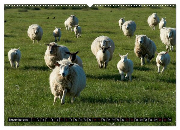 Produktbild: Schafe auf Sylt (hochwertiger Premium Wandkalender 2026 DIN A2 quer), Kunstdruck in Hochglanz