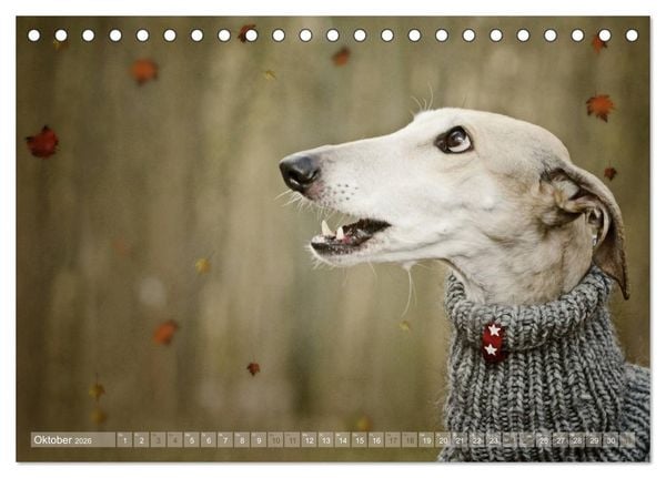 Produktbild: Zauberhafte Windhunde (Tischkalender 2026 DIN A5 quer), CALVENDO Monatskalender