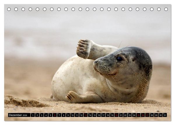 Produktbild: Sylt ist Meer (Tischkalender 2026 DIN A5 quer), CALVENDO Monatskalender
