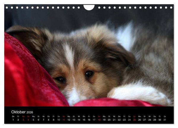 Produktbild: Shelties 2026 (Wandkalender 2026 DIN A4 quer), CALVENDO Monatskalender