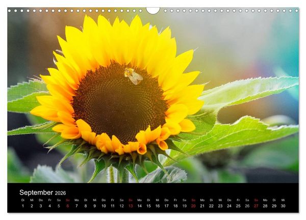 Produktbild: Jahreszeiten / 2026 (Wandkalender 2026 DIN A3 quer), CALVENDO Monatskalender