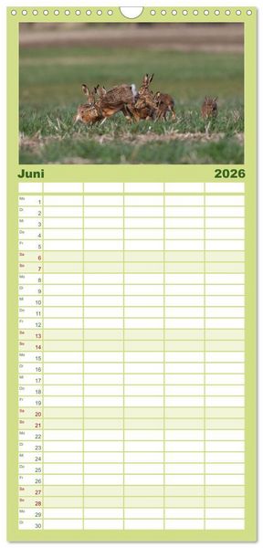 Produktbild: Familienplaner 2026 - Feldhasen in H&ouml;chstform mit 5 Spalten (Wandkalender, 21 x 45 cm) CALVENDO