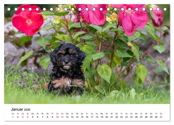 Produktbild: Maltipoo Welpen (Tischkalender 2026 DIN A5 quer), CALVENDO Monatskalender