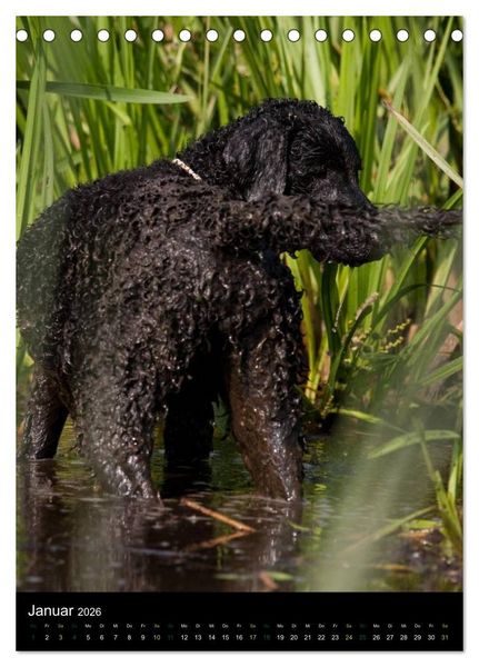 Produktbild: Curly Coated Retriever 2026 (Tischkalender 2026 DIN A5 hoch), CALVENDO Monatskalender