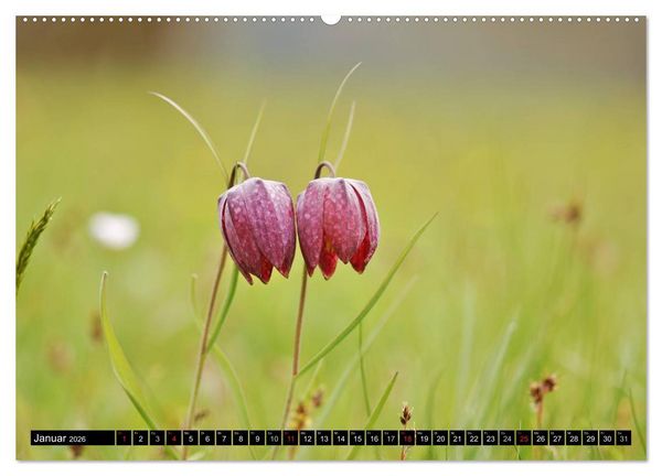 Produktbild: Die Schachbrettblume (hochwertiger Premium Wandkalender 2026 DIN A2 quer), Kunstdruck in Hochglanz