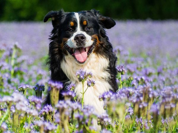 Produktbild: CALVENDO Puzzle Traumhund Berner Sennenhund | 1000 Teile Lege-Gr&ouml;&szlig;e 64x48cm Foto-Puzzle f&uuml;r gl&uuml;ckliche Stunden