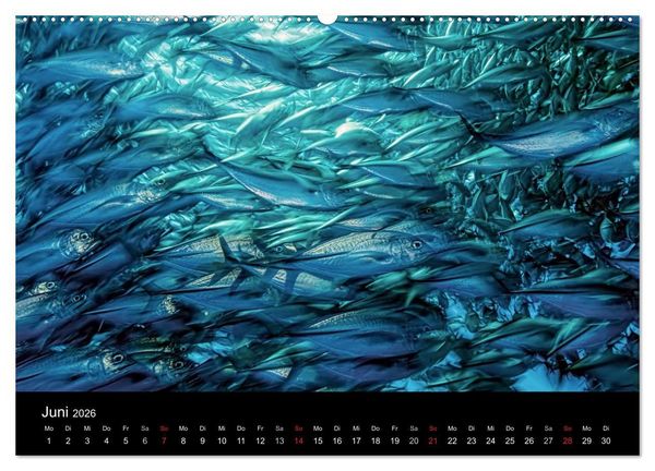 Produktbild: Fischschw&auml;rme (Wandkalender 2026 DIN A2 quer), CALVENDO Monatskalender