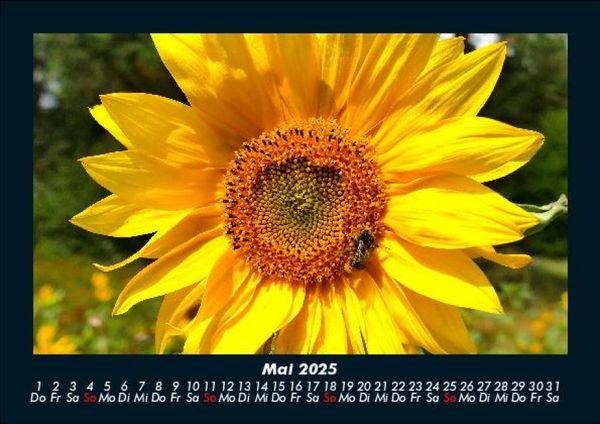 Produktbild: Bienen 2025 Fotokalender DIN A5