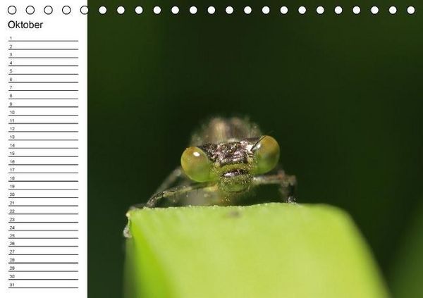 Produktbild: Libellen Geburtstagskalender (Tischkalender immerw&auml;hrend DIN A5 quer)