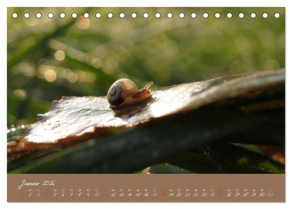 Produktbild: Schneckchen (Tischkalender 2026 DIN A5 quer), CALVENDO Monatskalender