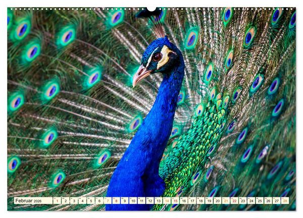 Produktbild: Sch&ouml;ner Pfau (hochwertiger Premium Wandkalender 2026 DIN A2 quer), Kunstdruck in Hochglanz