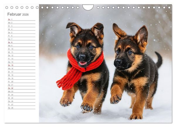 Produktbild: Sch&auml;ferhundliebe - Deine t&auml;gliche Dosis Welpenfreude &ndash; ganz ohne Gassi. (Wandkalender 2026 DIN A4 quer), CALVENDO Monatskalender