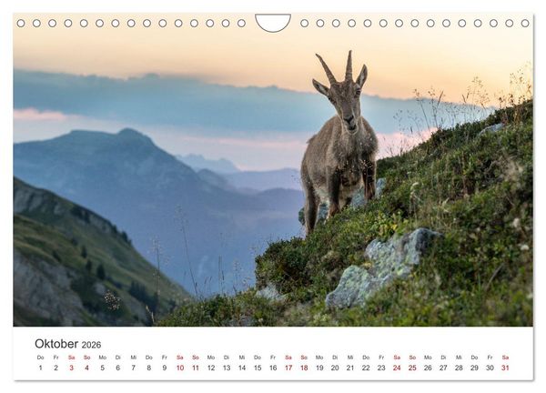 Produktbild: Steinbock - K&ouml;nig der Alpen (Wandkalender 2026 DIN A4 quer), CALVENDO Monatskalender