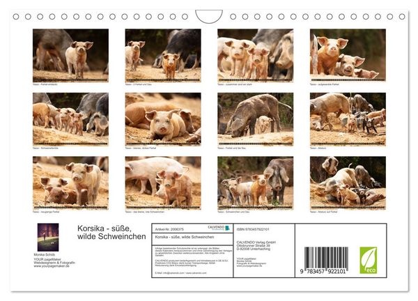Produktbild: Korsika - s&uuml;&szlig;e, wilde Schweinchen (Wandkalender 2026 DIN A4 quer), CALVENDO Monatskalender
