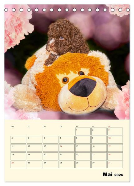 Produktbild: Jahresplaner Lagotto Romagnolo Welpen (Tischkalender 2026 DIN A5 hoch), CALVENDO Monatskalender