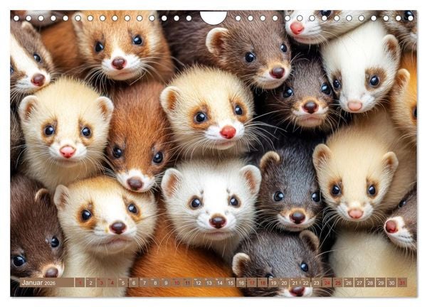 Produktbild: Kuschelblicke (Wandkalender 2026 DIN A4 quer), CALVENDO Monatskalender